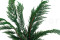 Thuja preservada - Verde 7
