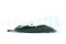 Thuja stabilized - Green 10