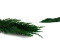 Thuja preservada - Verde 8