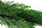 Thuja preservada - Verde 4