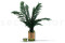Thuja preservada - Verde 2
