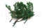 Thuja preservada - Verde 3