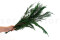 Thuja stabilized - Green 5