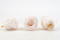 Stabilisierte Rose Kiara XL - Bulk 252 Stück - Pink Blush 6
