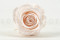 Stabilisierte Rose Kiara XL - Bulk 252 Stück - Pink Blush 14