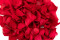 Pétalos de Rosa Preservados - Rojo 2