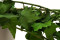 Lierre Hélix Stabilisé - Vert 2