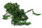 Lierre Hélix Stabilisé - Vert 5