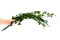 Lierre Hélix Stabilisé - Vert 4