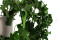 Lierre Hélix Stabilisé - Vert 6