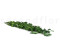 Lierre Hélix Stabilisé - Vert 3