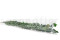 Lierre Hélix Stabilisé - Vert 7