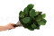 Salal Stabilisé - Vert 4
