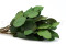 Salal Stabilisiert - Grün 7