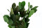 Salal Preservado - Verde 11