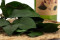 Salal Preservado - Verde 8