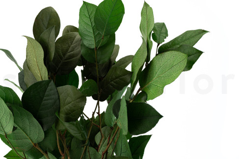 Salal Preservado - Verde