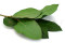 Salal Preservado - Verde 5