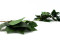 Salal Preservado - Verde 10