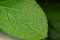 Salal Preservado - Verde 3