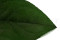 Salal Preservado - Verde 6
