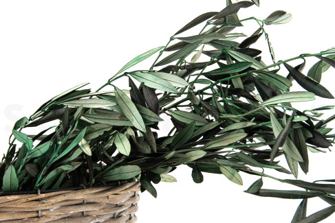 Olivier stabilisé - Bouquet - Vert