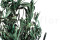 Olivo preservado - Ramo - Verde 9