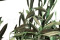 Olivo preservado - Ramo - Verde 4