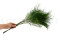 Tree fern Preservado - Verde 3