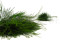 Tree fern Preservado - Verde 4