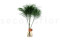Tree Fern Stabilisé - Vert 2