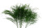 Tree fern Preservado - Verde 7