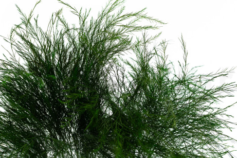 Tree fern Preservado - Verde
