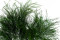 Tree fern stabilizzata - Verde 1