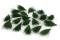 Posy Asparagus Stabilisé - 20 Unités - Vert 2