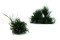 Posy Asparagus Stabilisé - 20 Unités - Vert 5