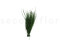 Posy Asparagus preservado - 20 unidades - Verde 6