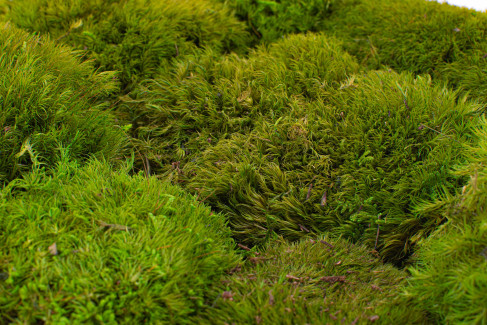 Mood Moss preservato - Scatola - Light Green