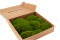 Mood Moss preservato - Scatola - Light Green 2