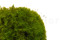 Mood Moss preservato - Scatola - Light Green 3