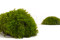 Mood Moss preservato - Scatola - Light Green 6