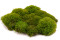 Mood Moss preservato - Scatola - Light Green 7