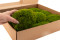 Mood Moss preservato - Scatola - Light Green 4