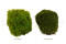 Mood Moss preservato - Scatola - Light Green 10