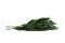 Cocculus preservado - 5 Unidades - Verde 3