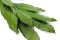 Cocculus stabilisé - 5 Unités - Vert 7