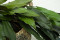 Cocculus preservado - 5 Unidades - Verde 10