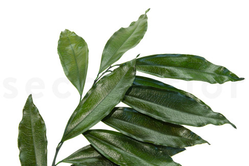 Cocculus stabilizzato - 5 unità - Verde