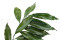 Cocculus preservado - 5 Unidades - Verde 1