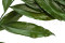 Cocculus preservado - 5 Unidades - Verde 12